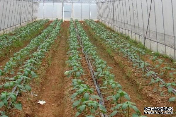 辣椒如何反季節(jié)種植