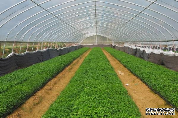 辣椒如何反季節(jié)種植