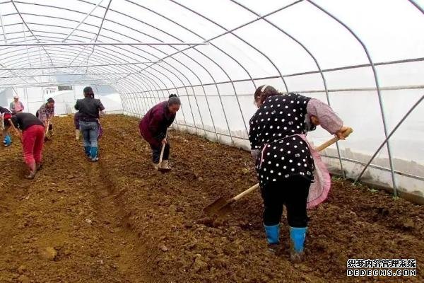 辣椒如何反季節(jié)種植