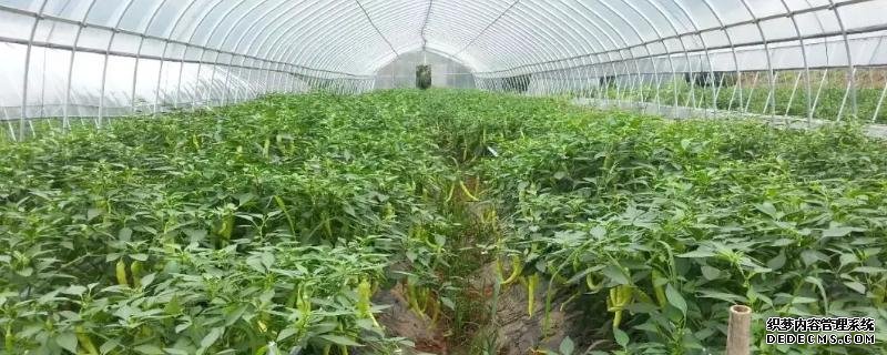 辣椒如何反季節(jié)種植