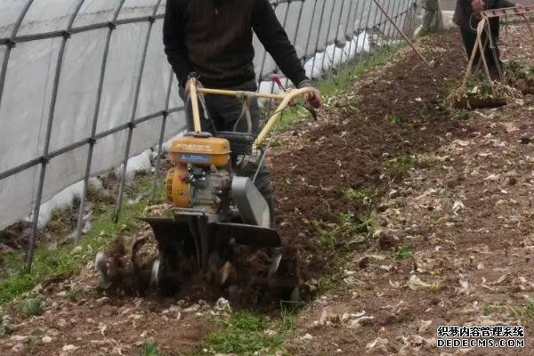 辣椒如何反季節(jié)種植