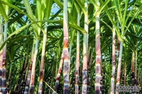 甘蔗何時種植，附種植利潤