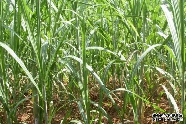 甘蔗何時種植，附種植利潤