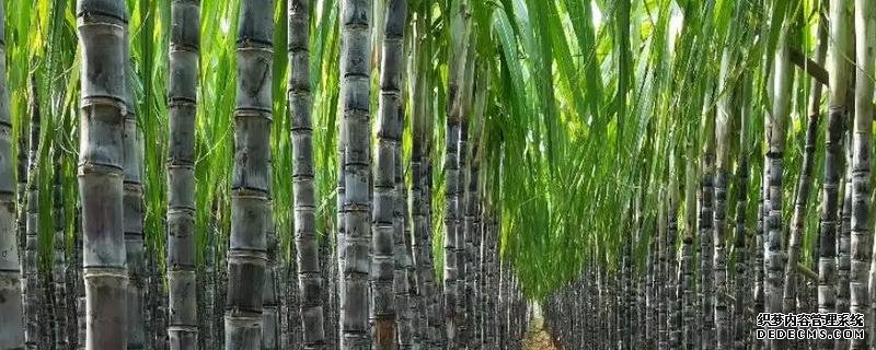 甘蔗何時種植，附種植利潤