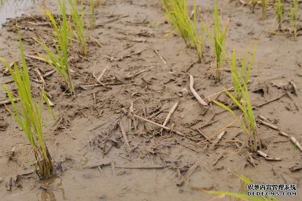 水稻會在幾月幾日進入分蘗末期