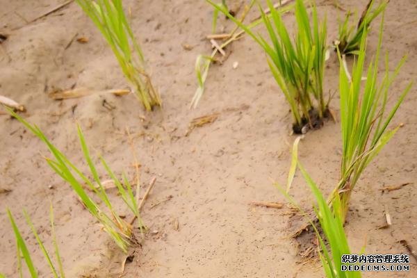 水稻會在幾月幾日進入分蘗末期
