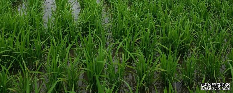 水稻會在幾月幾日進入分蘗末期