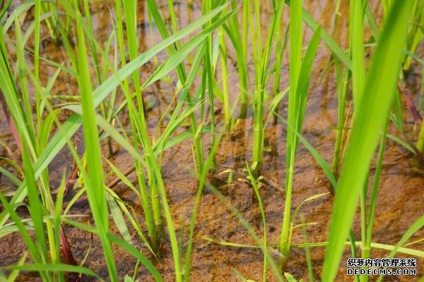 水稻會在幾月幾日進入分蘗末期
