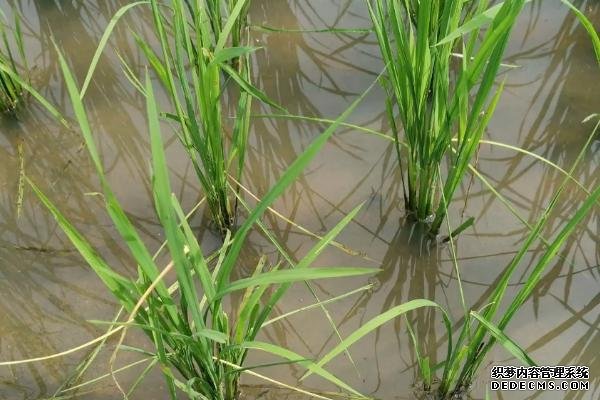 水稻會在幾月幾日進入分蘗末期