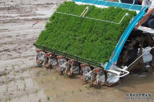 機(jī)插秧的株行距