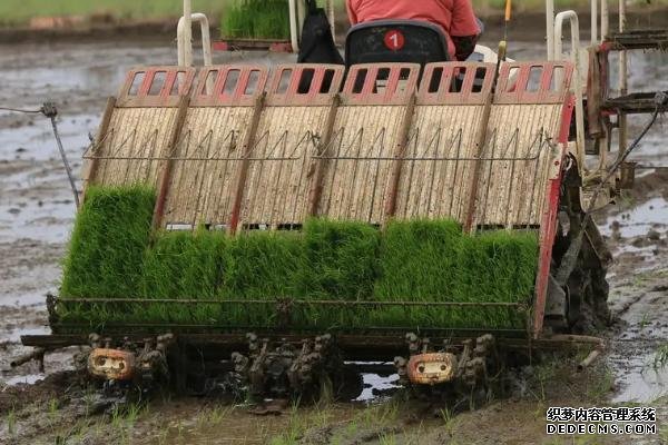 機(jī)插秧的株行距