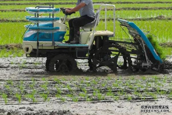 機(jī)插秧的株行距