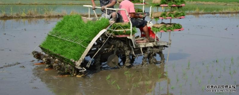 機(jī)插秧的株行距