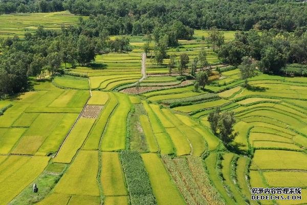 河南的農(nóng)作物有哪些