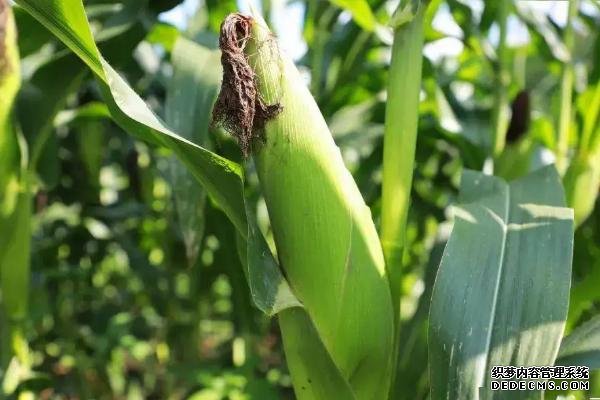 河南的農(nóng)作物有哪些