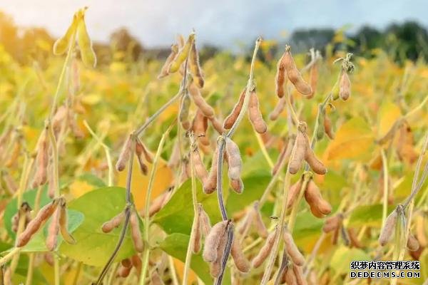 河南的農(nóng)作物有哪些