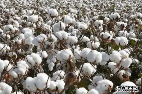 河南的農(nóng)作物有哪些