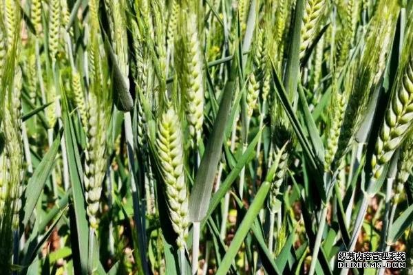 河南的農(nóng)作物有哪些