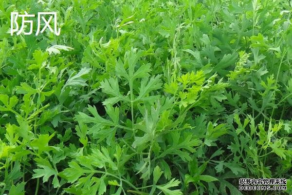 河南的農(nóng)作物有哪些