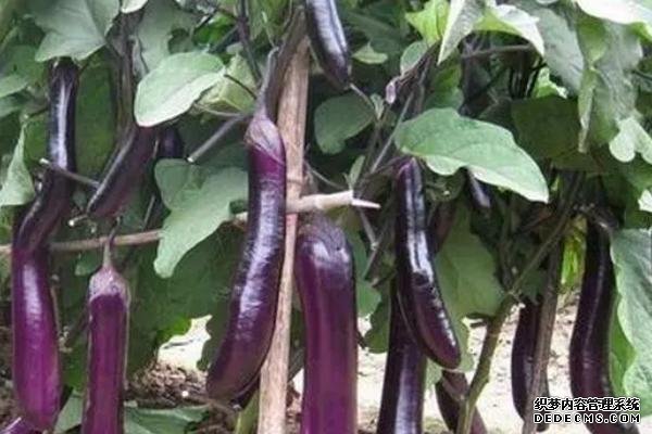 河南的農(nóng)作物有哪些