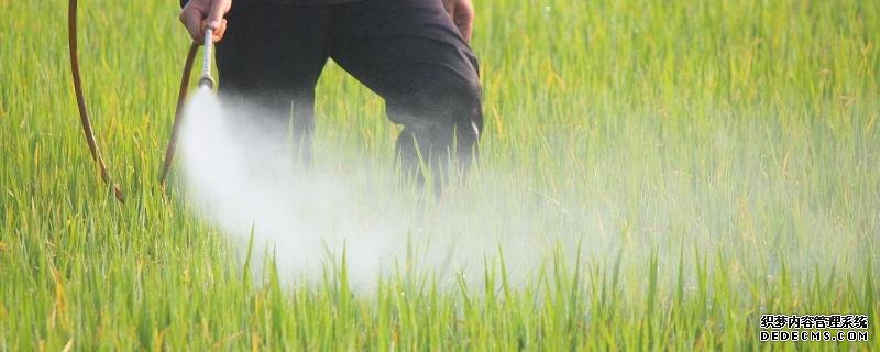 水稻幾葉期使用敵稗會(huì)出現(xiàn)藥害