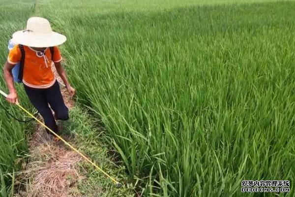 水稻幾葉期使用敵稗會(huì)出現(xiàn)藥害