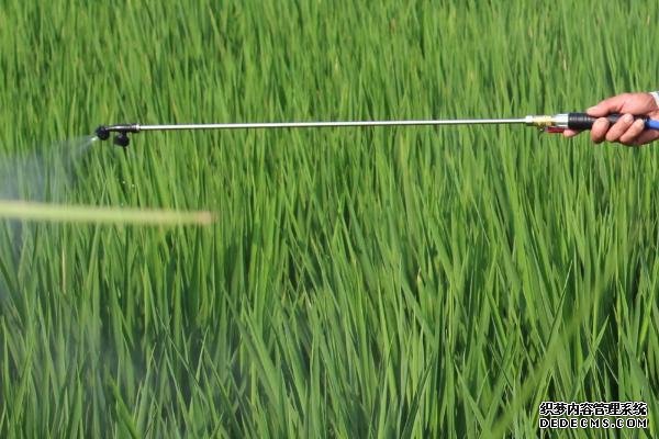 水稻幾葉期使用敵稗會(huì)出現(xiàn)藥害