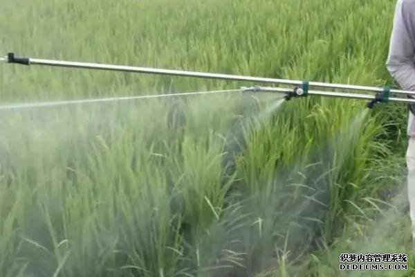 水稻幾葉期使用敵稗會(huì)出現(xiàn)藥害
