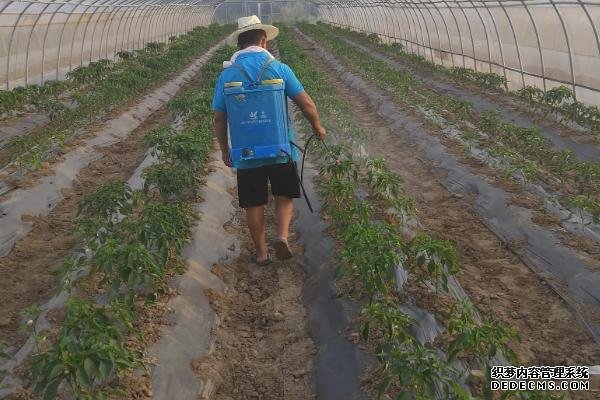 蔬菜殺蟲劑的配方