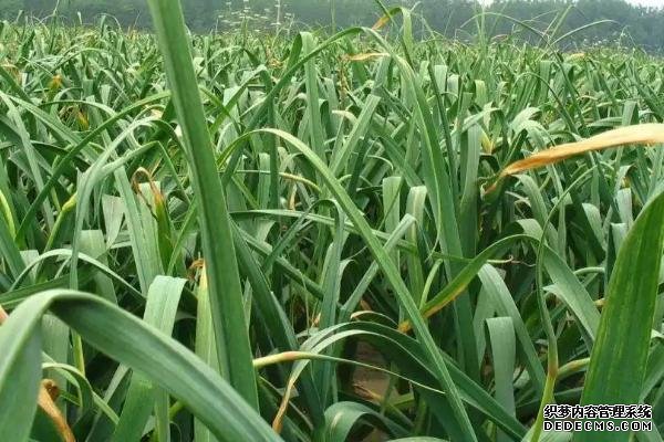 種過大蒜后不能再種什么作物