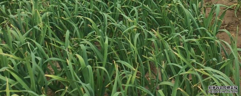 種過大蒜后不能再種什么作物