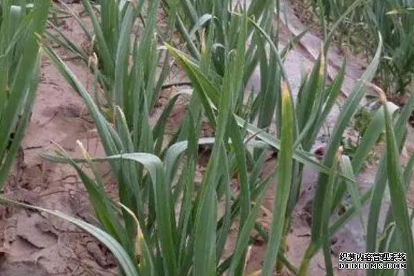 種過大蒜后不能再種什么作物