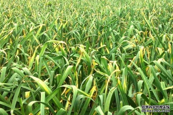 種過大蒜后不能再種什么作物