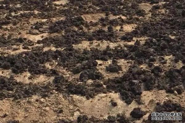 種植芝麻如何提高產(chǎn)量