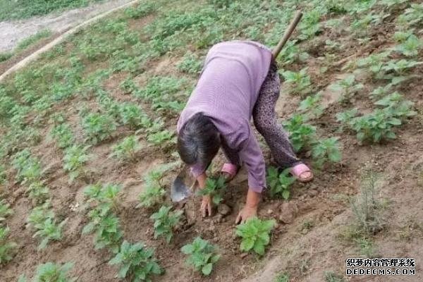 種植芝麻如何提高產(chǎn)量