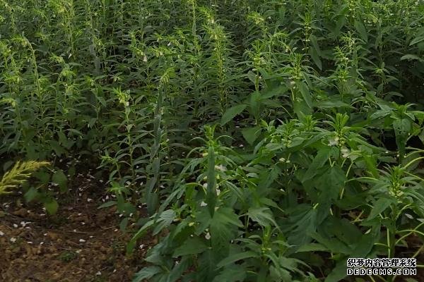 種植芝麻如何提高產(chǎn)量