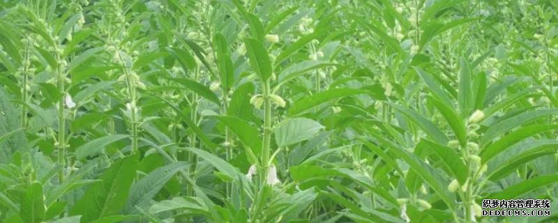 種植芝麻如何提高產(chǎn)量