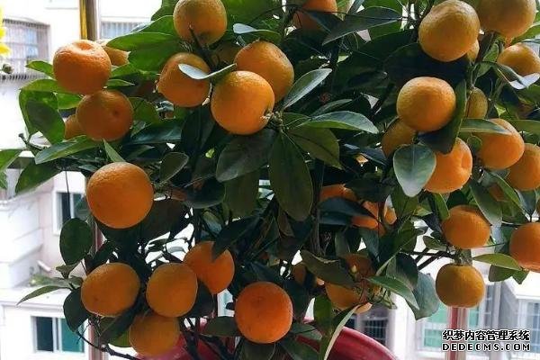 盆栽金桔樹(shù)施什么肥料好