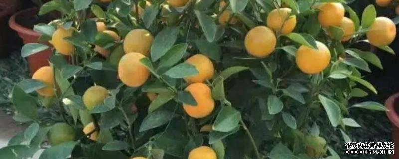 盆栽金桔樹(shù)施什么肥料好