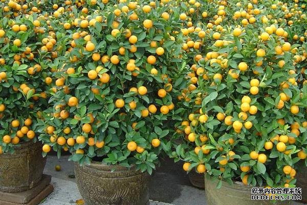 盆栽金桔樹(shù)施什么肥料好