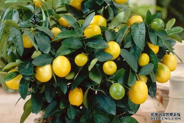 盆栽金桔樹(shù)施什么肥料好