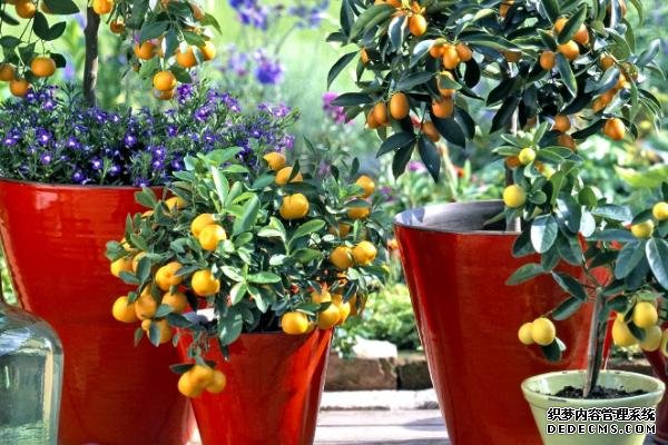 盆栽金桔樹(shù)施什么肥料好