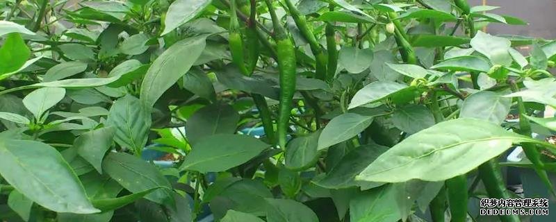 辣椒爛果尖部的原因，附種植管理技術