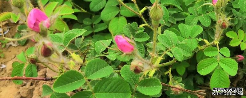 玫瑰花桿栽植要點(diǎn)，附繁殖方式