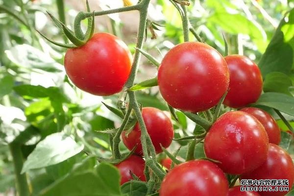 西紅柿筋腐病防治技巧，附發(fā)病原因